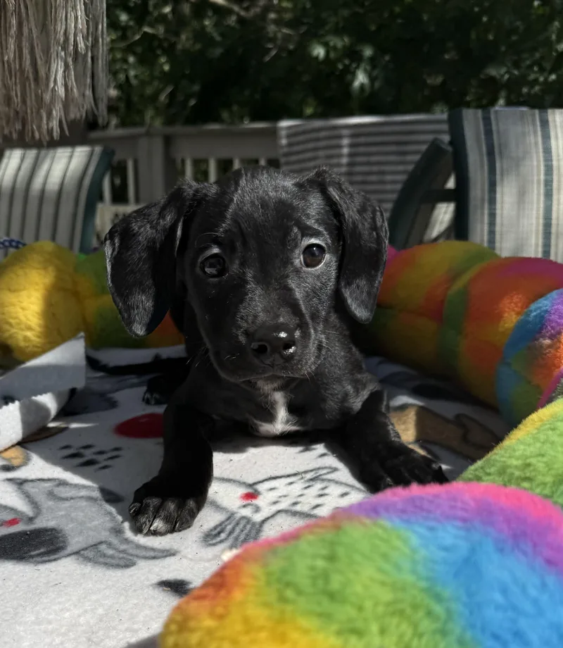 A baby medium-sized female Black Doberman Pinscher dog named Minerva for adoption in White Lake, MI