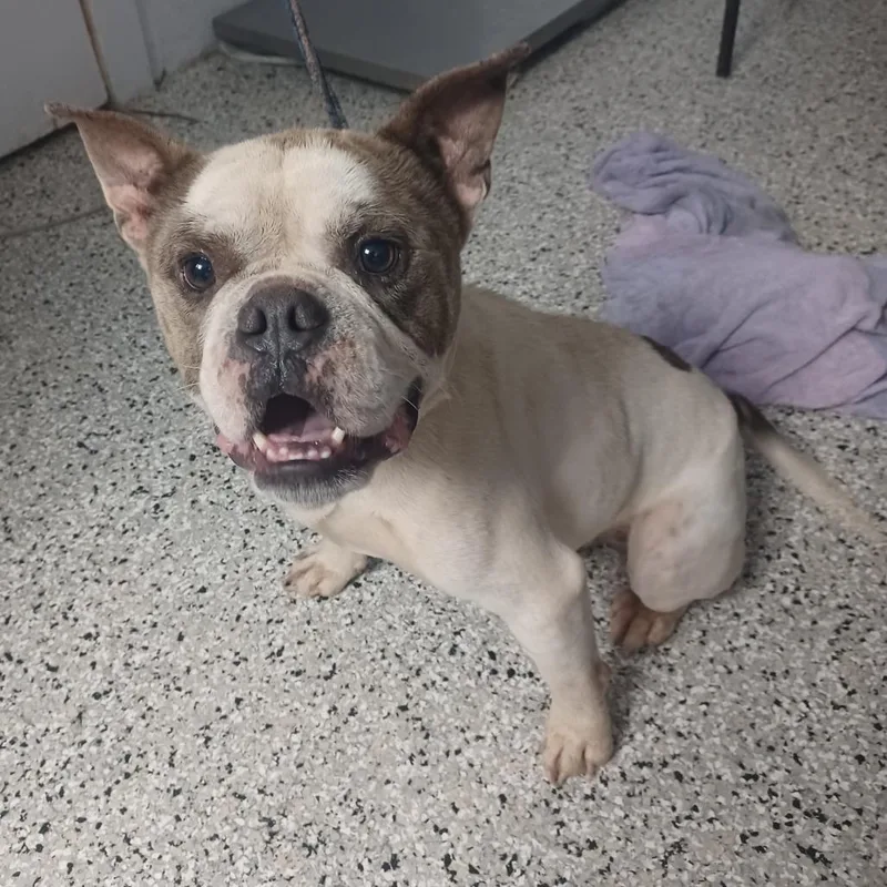 Chompers