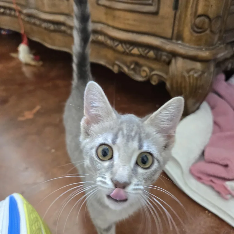 A young medium-sized female Tabby (Gray / Blue / Silver) Domestic Short Hair cat named Selina for adoption in Homewood, AL