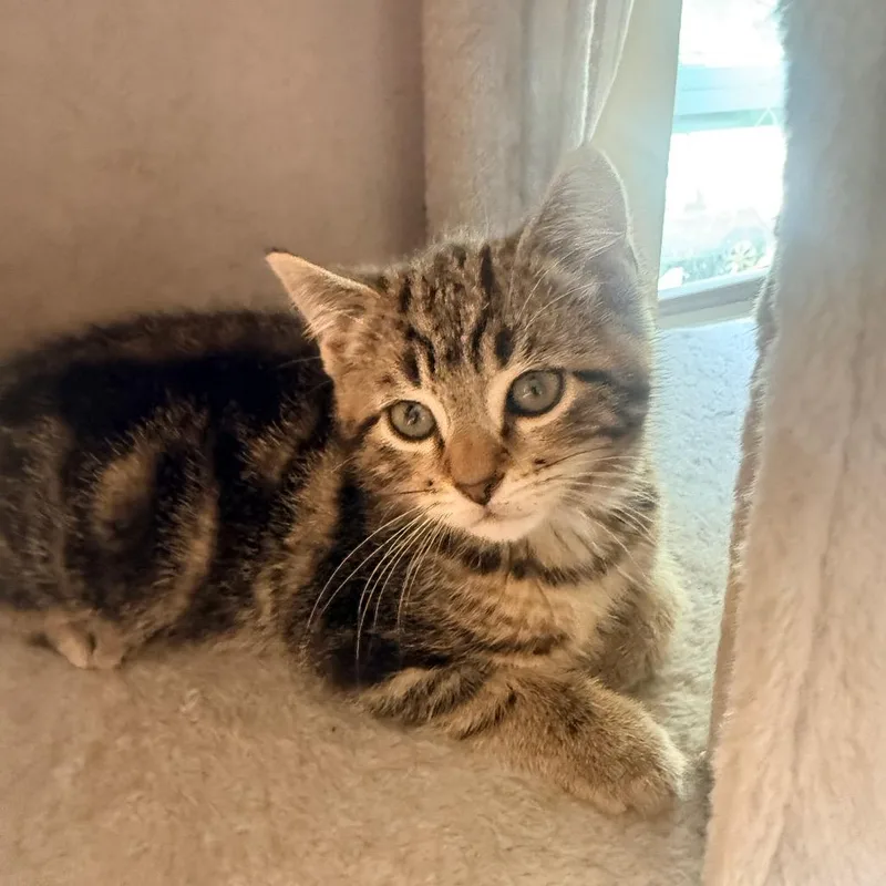 A baby small-sized male Brown / Chocolate Domestic Short Hair cat named Carson for adoption in Irwin, PA