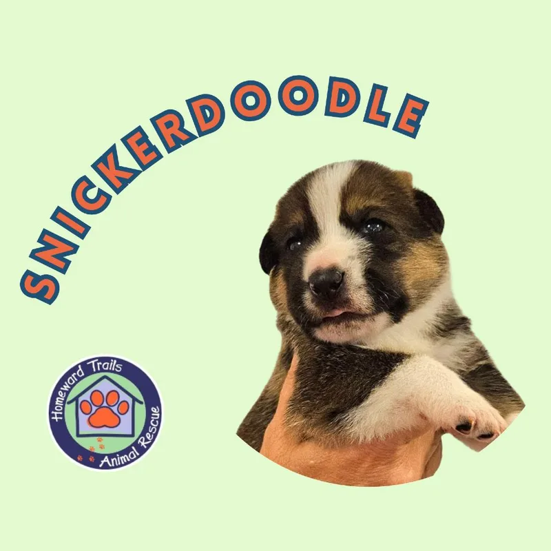 A baby medium-sized male Brown / Chocolate Hound dog named Cammie pup Snickerdoodle for adoption in Fairfax Station, VA