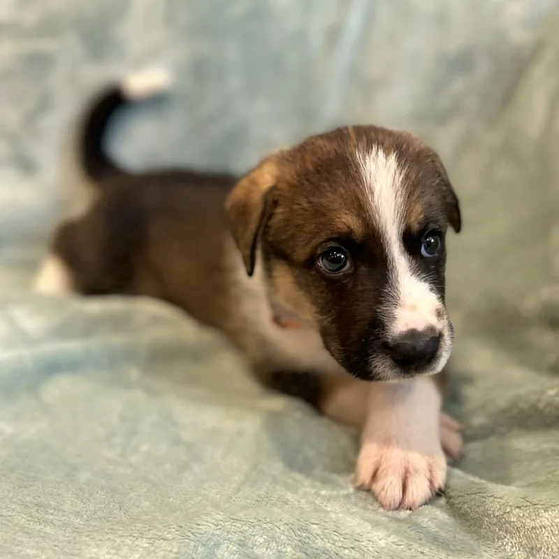 Cammie pup Snickerdoodle thumbnail 2