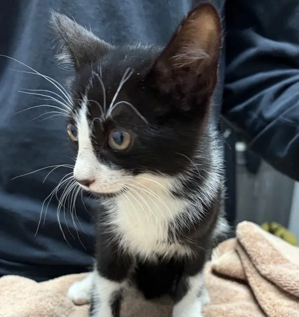 A baby small-sized female Domestic Short Hair cat named Magazine for adoption in Escondido, CA
