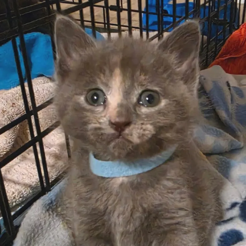 A baby small-sized female Gray / Blue / Silver Domestic Short Hair cat named Echo for adoption in Newport News, VA