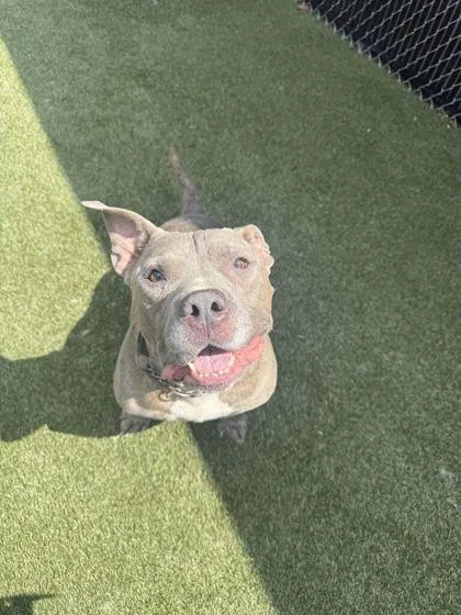 An adult large-sized male Mixed Breed dog named Smokey for adoption in Lafayette, IN