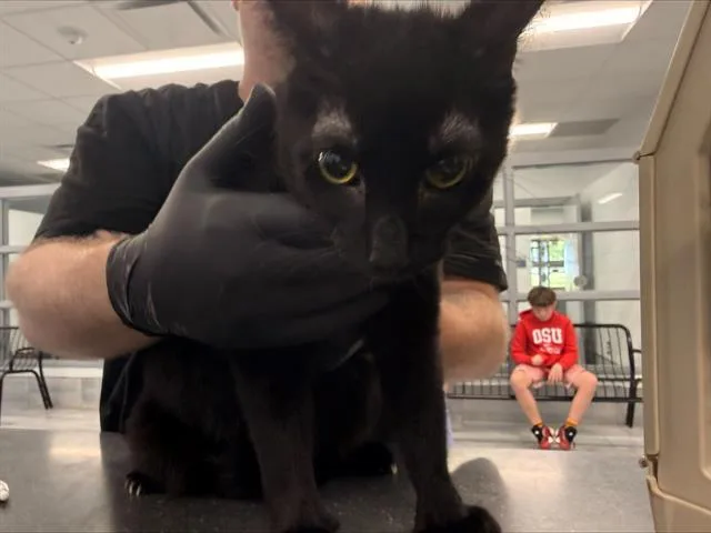 A young medium-sized female Domestic Short Hair cat named Tim for adoption in Charlotte, NC