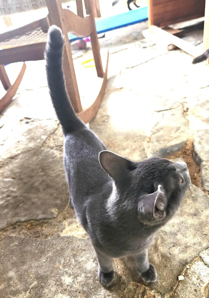 A young medium-sized male Domestic Short Hair cat named Zar for adoption in Crossville, TN