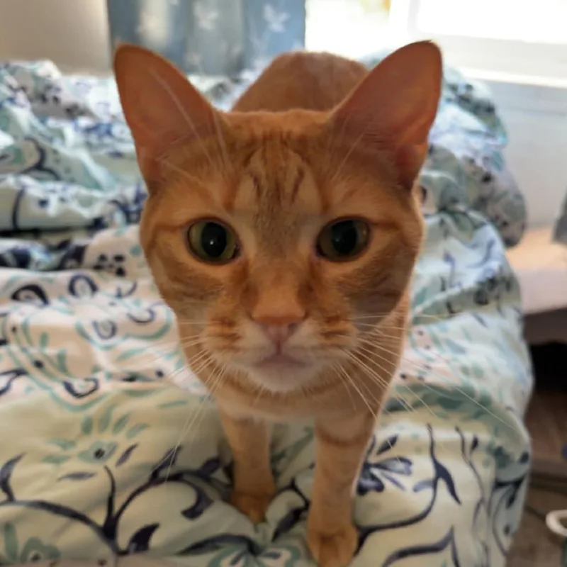 An adult medium-sized female Orange / Red Manx cat named Clementine for adoption in Bristol, IN