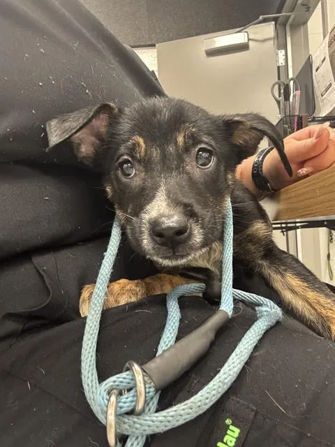 A baby small-sized female Pit Bull Terrier dog named Beluga for adoption in Indianapolis, IN