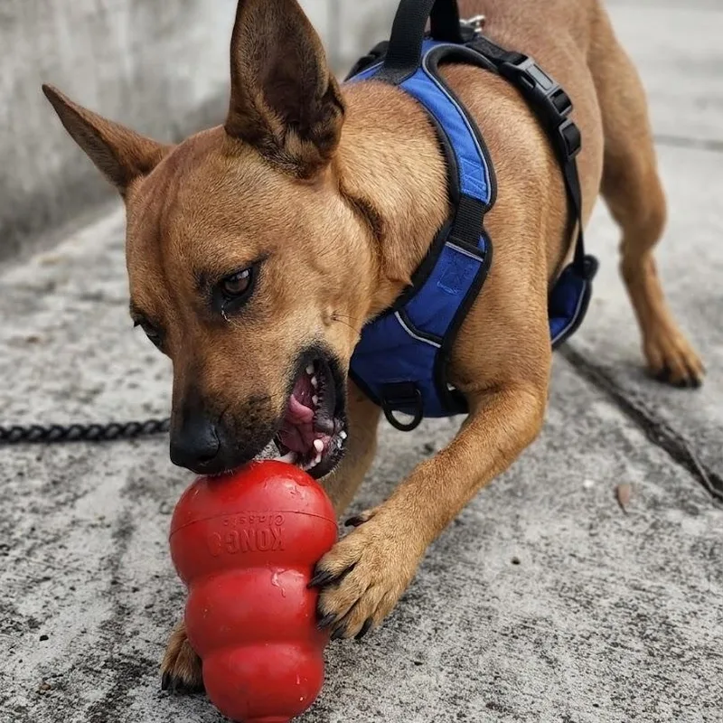 A young medium-sized male Red / Chestnut / Orange Basenji dog named Bentley for adoption in Huntington, NY