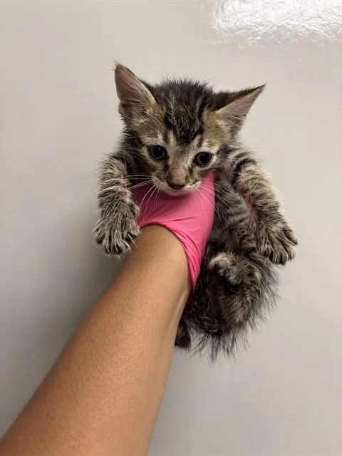 A baby small-sized male Domestic Short Hair cat named Hulk for adoption in Ontario, CA