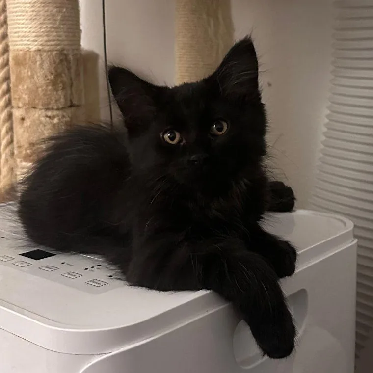 A baby medium-sized male Black Domestic Long Hair cat named Shady for adoption in Lake Orion, MI