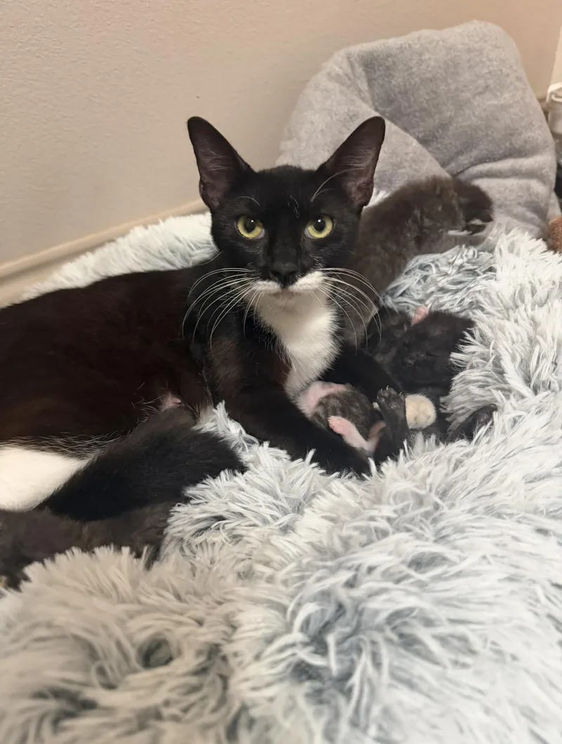 Oreo