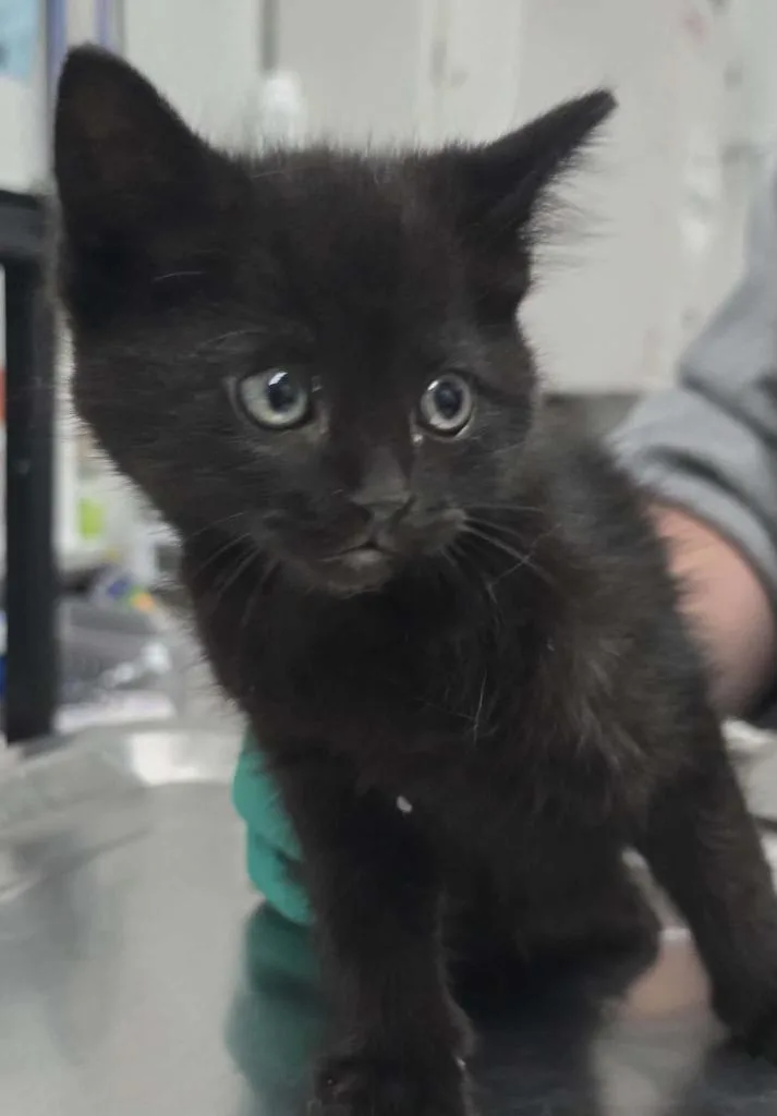 A baby small-sized male Domestic Medium Hair cat named Ralph for adoption in Hillsdale, IN