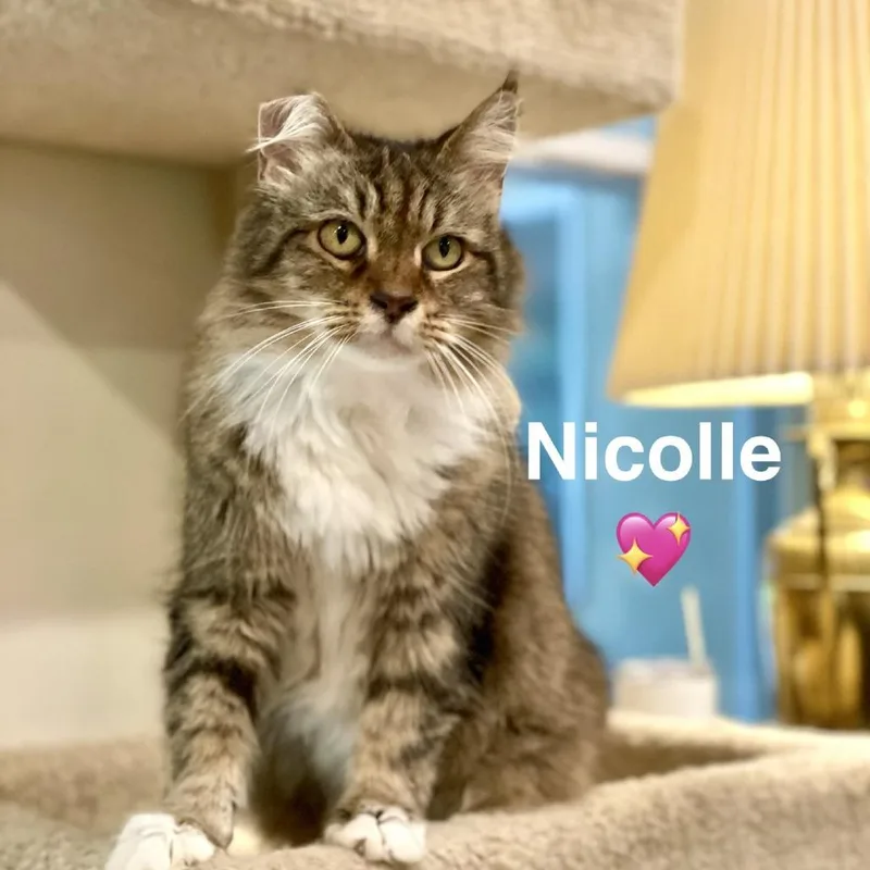 A senior medium-sized female Brown / Chocolate Domestic Medium Hair cat named Nicolle for adoption in Peachtree City, GA