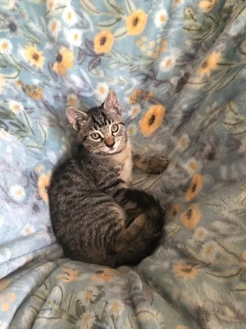 A baby small-sized male Domestic Short Hair cat named Gino for adoption in Fairfield, CA