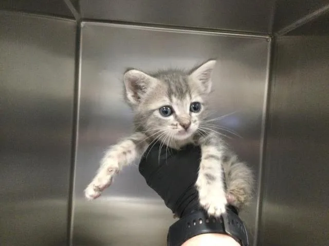 A baby small-sized male Domestic Short Hair cat named Anchovy for adoption in Thousand Palms, CA