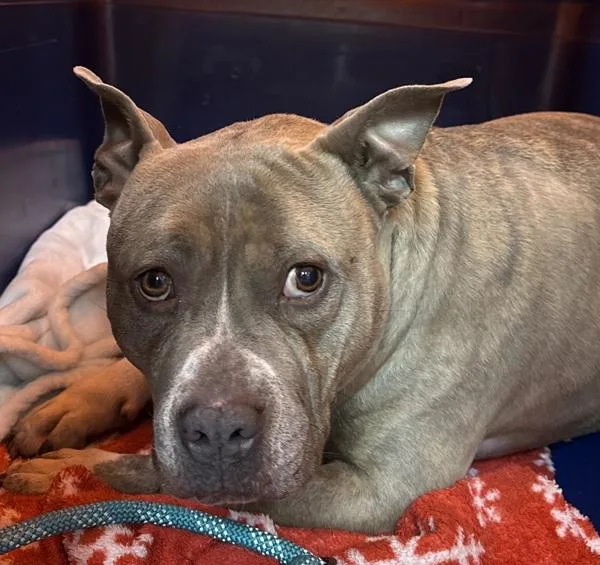 An adult medium-sized female American Bully dog named Frosty for adoption in Salisbury, MD