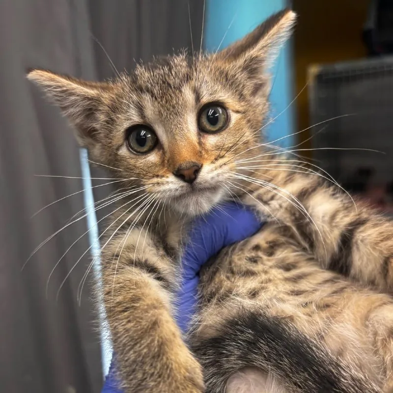 A baby small-sized female Brown / Chocolate Domestic Short Hair cat named Myrtle Beach PetSmart for adoption in Belleville, IL