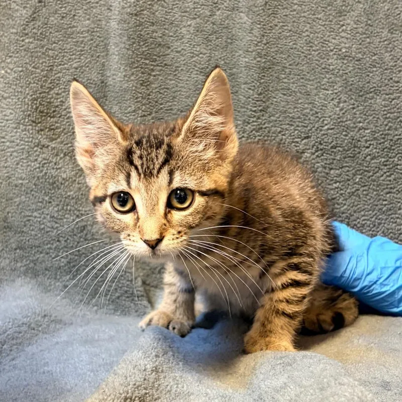 Myrtle Beach  PetSmart thumbnail 2