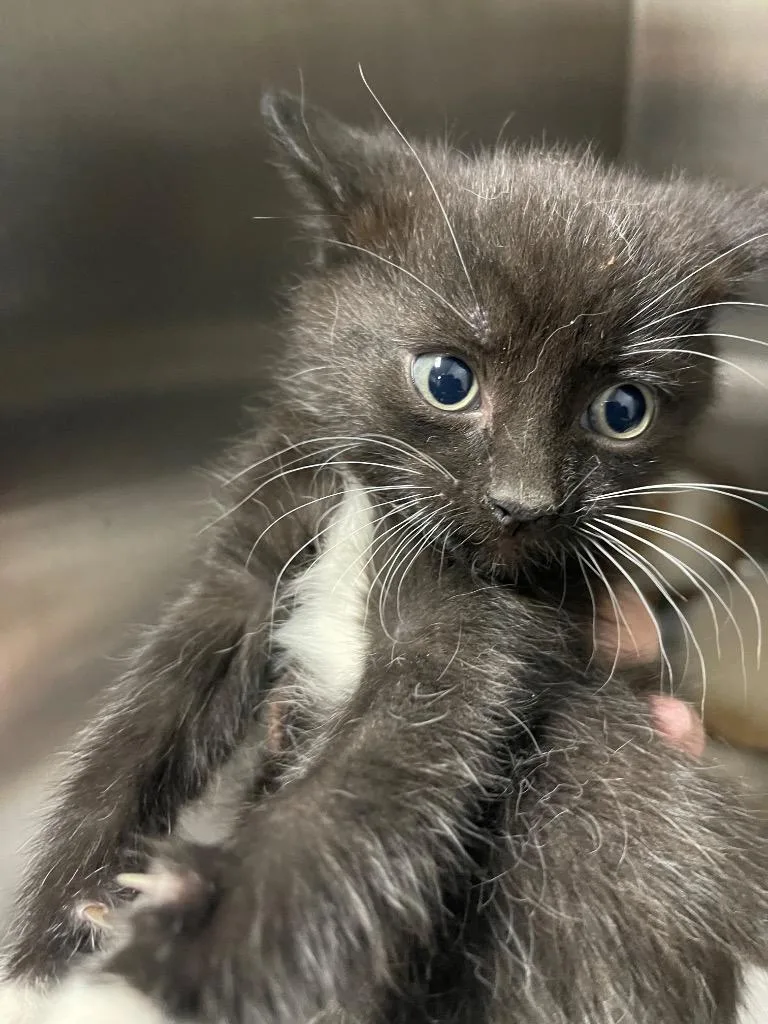 A baby small-sized male Domestic Short Hair cat named Shelden for adoption in Henderson, NC