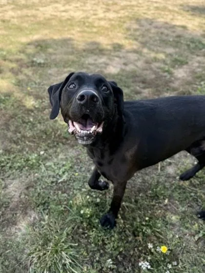 A senior large-sized male Black Labrador Retriever dog named Hayden for adoption in Roseburg, OR