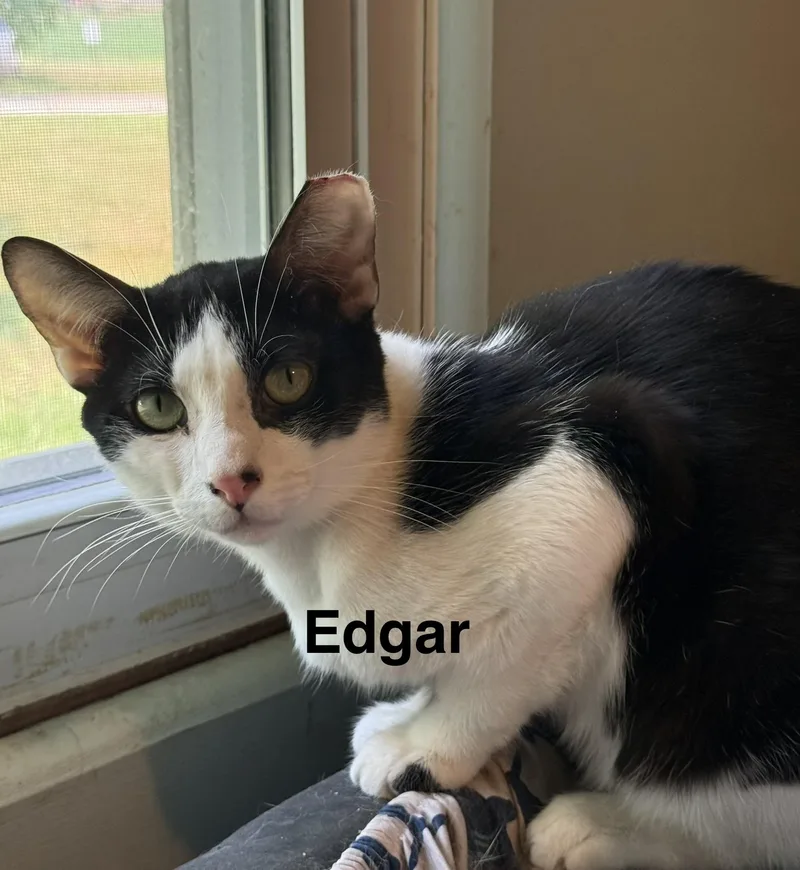Edgar Allan Poe
