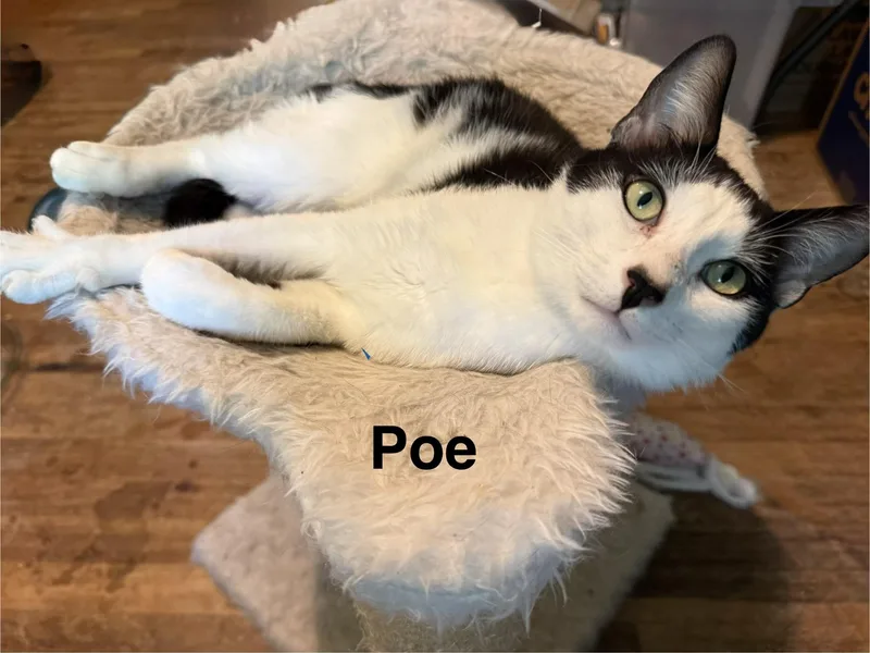 Edgar Allan Poe thumbnail 2