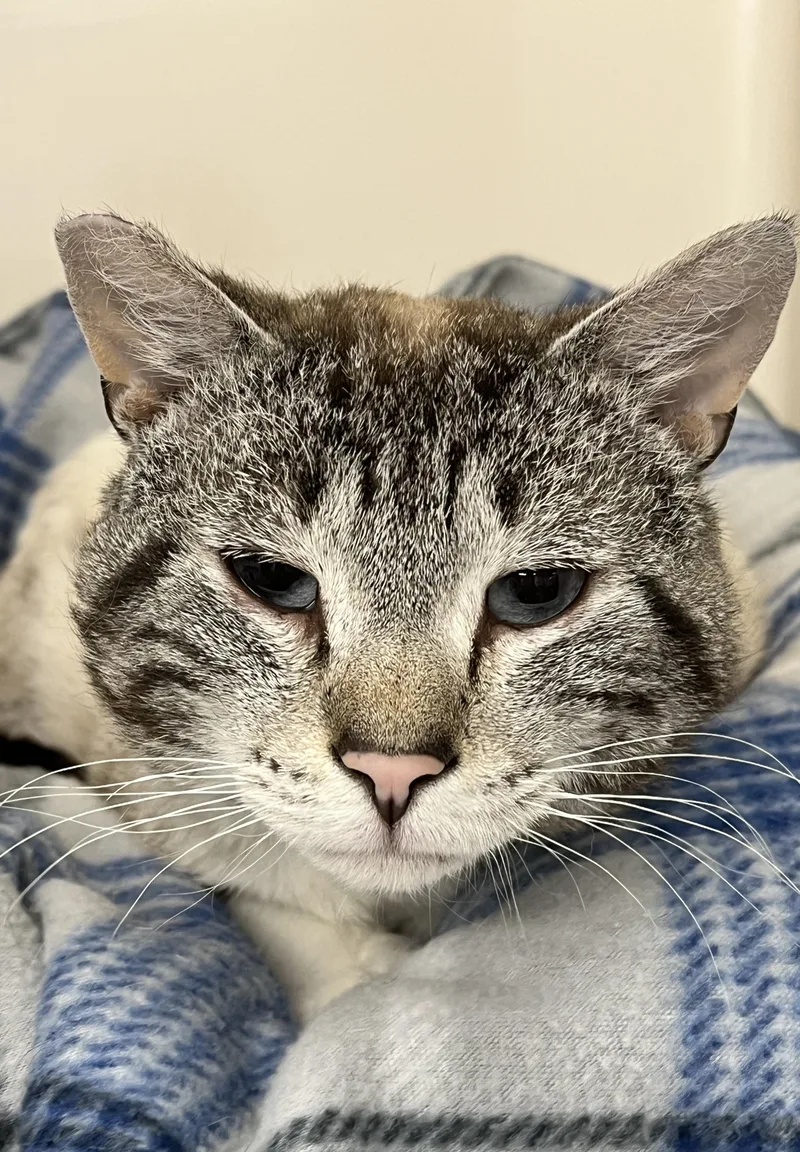A young medium-sized male Tabby (Gray / Blue / Silver) Domestic Short Hair cat named Galahad for adoption in Harrison, NY