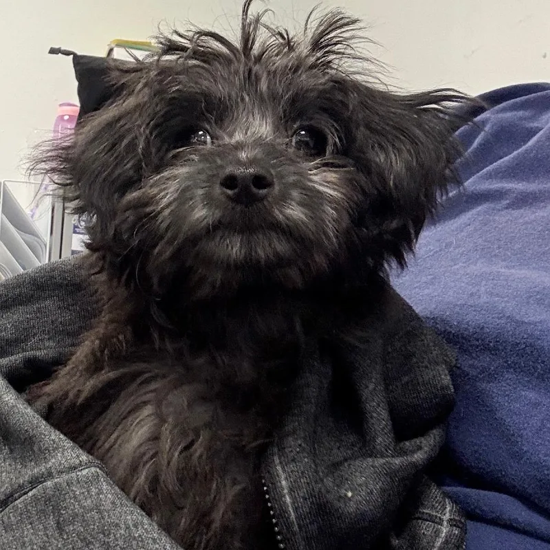 A baby small-sized female Black Shih Tzu dog named Emily for adoption in West Chester, PA