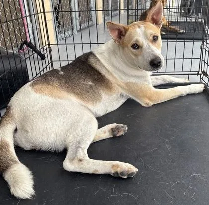 An adult medium-sized female Brown / Chocolate Basenji dog named Dana for adoption in Harlingen, TX