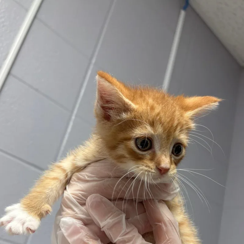 A baby small-sized female Orange / Red Domestic Short Hair cat named Reigen for adoption in South Elgin, IL