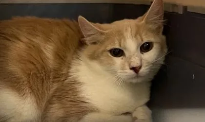 A young small-sized female Domestic Long Hair cat named Hazel for adoption in Honolulu, HI