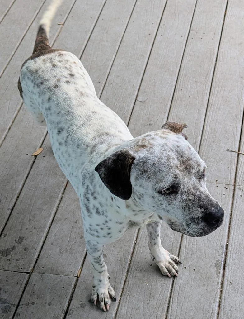 A young large-sized female Mixed Breed dog named Sugar B for adoption in St. Augustine, FL