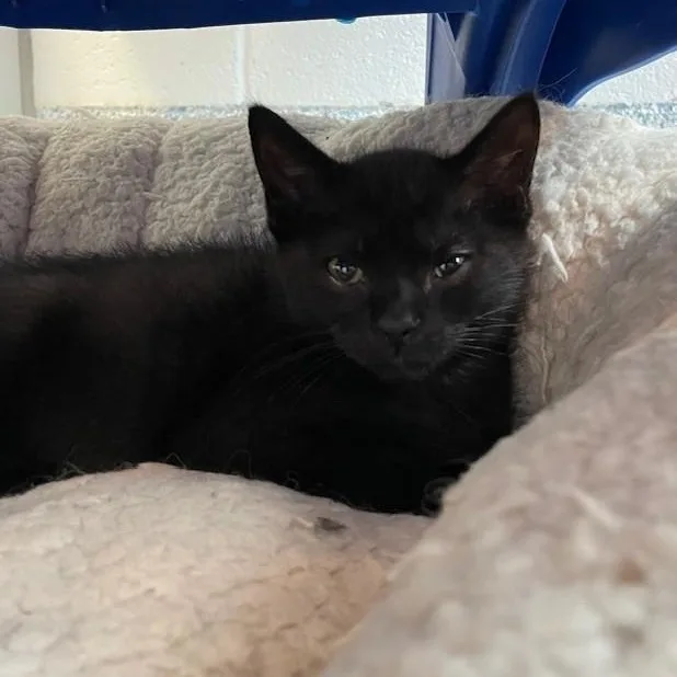 A baby medium-sized male Domestic Short Hair cat named Maxwell for adoption in Stafford, VA