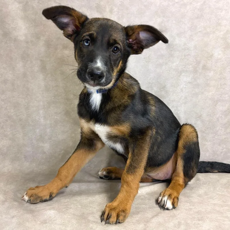 A baby small-sized female Shepherd dog named 1225 (2026) for adoption in Parker, CO