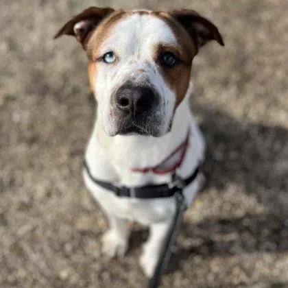 A young large-sized male Mixed Breed dog named Churchill for adoption in Janesville, WI