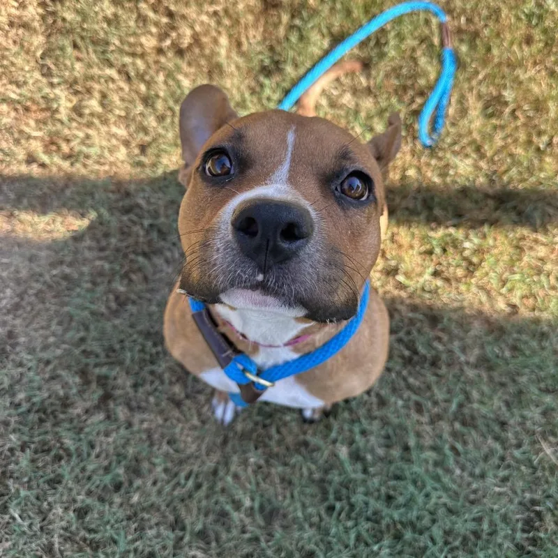 An adult medium-sized female Yellow / Tan / Blond / Fawn Mixed Breed dog named Kibbles for adoption in Chattanooga, TN