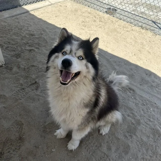 A young large-sized male Siberian Husky dog named Quest for adoption in Thousand Palms, CA