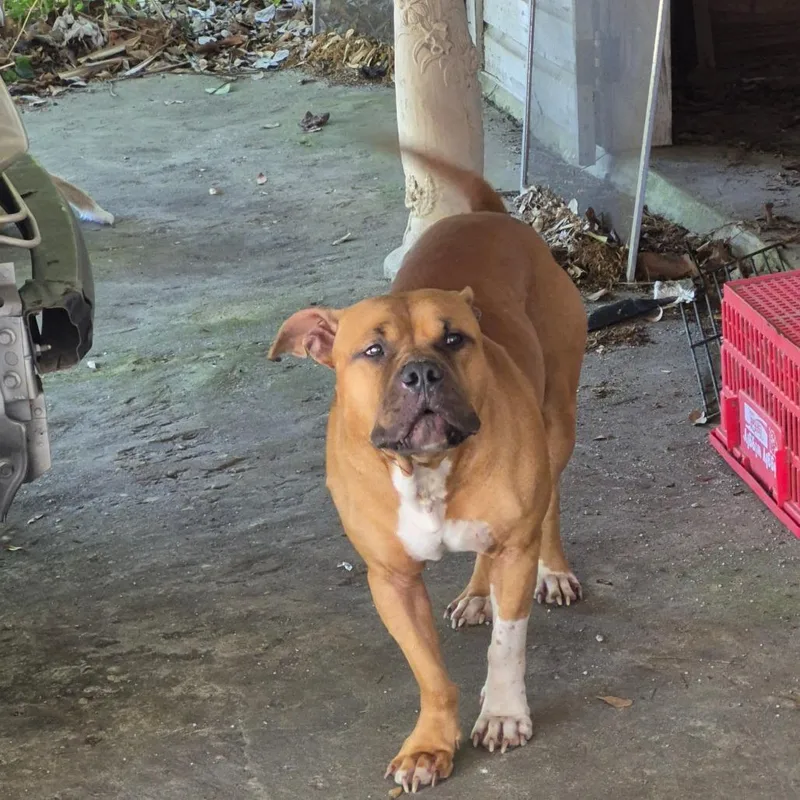 An adult large-sized male Yellow / Tan / Blond / Fawn Mixed Breed dog named Strayhoodstreet for adoption in Columbus, GA