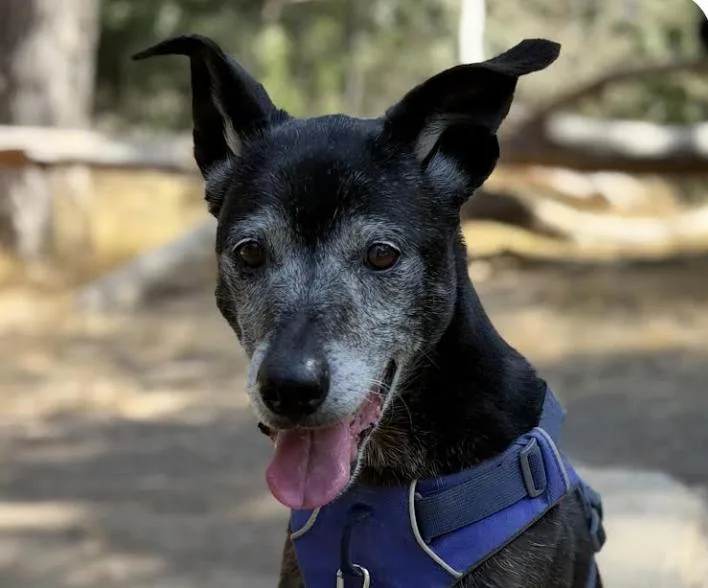 An adult medium-sized female Mountain Dog dog named Ponyo for adoption in San Ramon, CA
