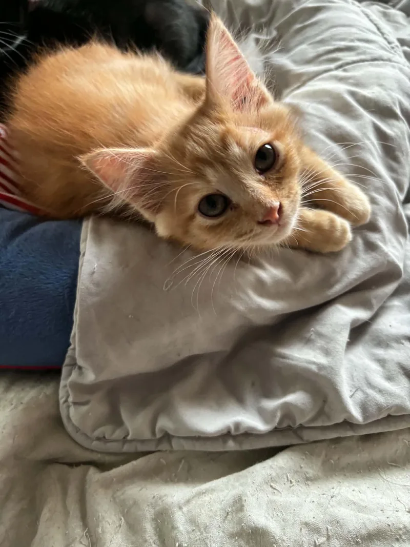 A baby medium-sized male Orange & White Domestic Medium Hair cat named Jellyfish for adoption in Mobile, AL