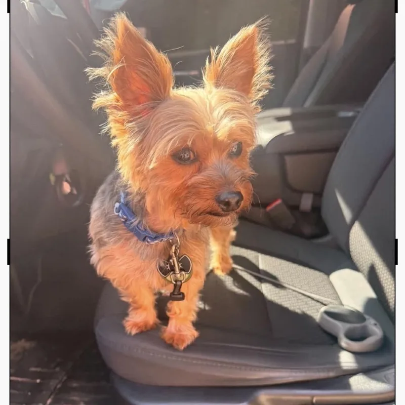 Bentley thumbnail 2