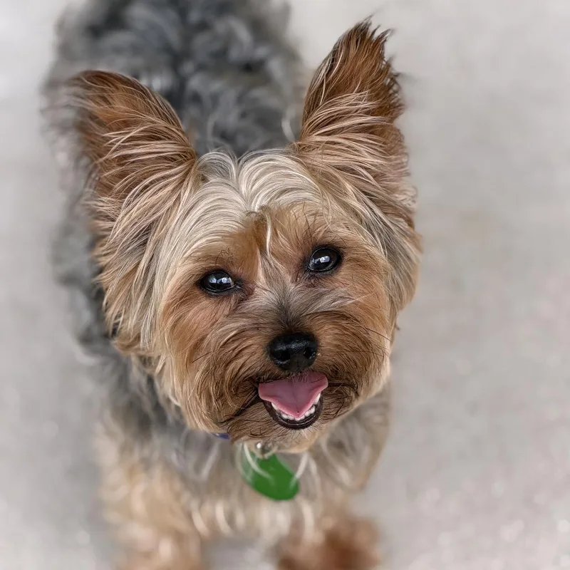 Bentley thumbnail 3