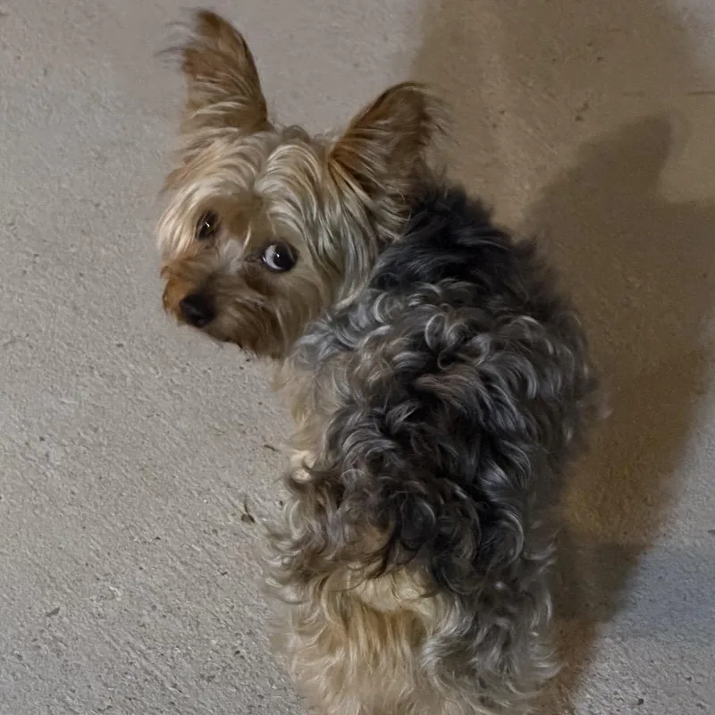 Bentley thumbnail 4