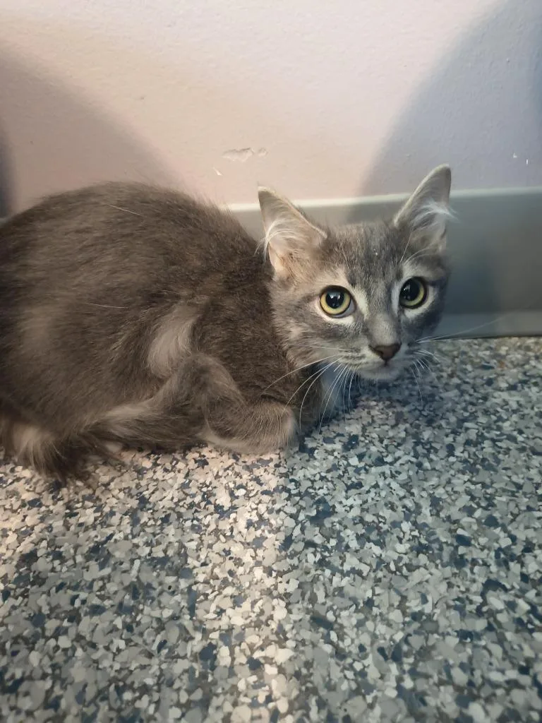 A baby medium-sized male Domestic Short Hair cat named Garth for adoption in Athens, TN
