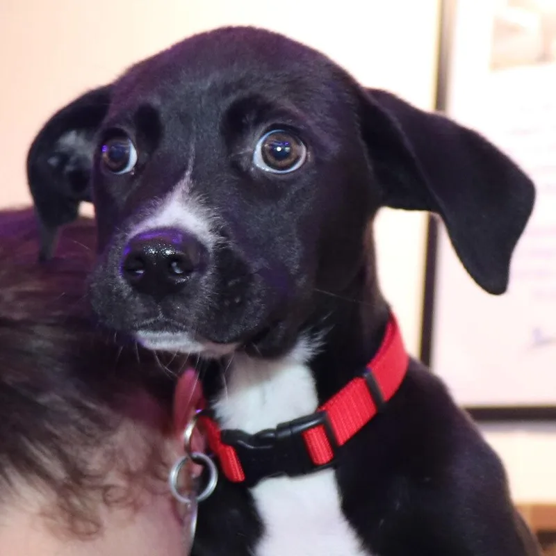 A baby small-sized female Tricolor (Brown, Black, & White) Mixed Breed dog named Maple for adoption in Port Washington, NY