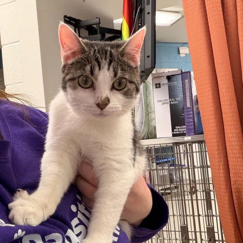 A young medium-sized female White Domestic Short Hair cat named Muffin for adoption in Indianapolis, IN