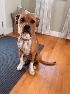 A baby medium-sized female Yellow / Tan / Blond / Fawn Boxer dog named Charlie Gwendolyn  Local for adoption in Andover, MA
