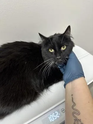 An adult large-sized male Domestic Long Hair cat named Boots for adoption in Sacramento, CA